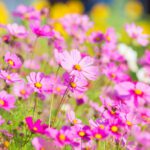 سبد خرید و پرداخت