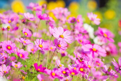 دانلود عکس گل های کیهانی در باغ