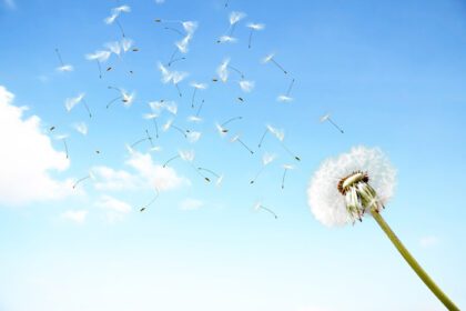 دانلود عکس گل قاصدک با پرهای پرواز در آسمان آبی