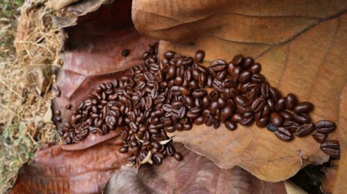 دانلود عکس دانه های قهوه روی برگ های خشک ساج قهوه ای روشن و تیره است