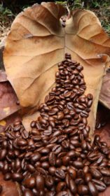 دانلود عکس دانه های قهوه روی بافت پس زمینه قهوه ای برگ های خشک شده ساج
