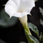 سبد خرید و پرداخت