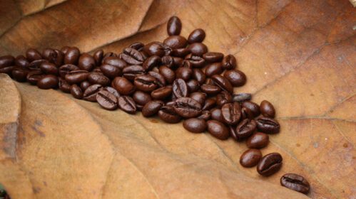 دانلود عکس دانه های قهوه روی برگ های خشک ساج پس زمینه برگ درخت ساج قهوه ای