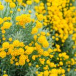 سبد خرید و پرداخت