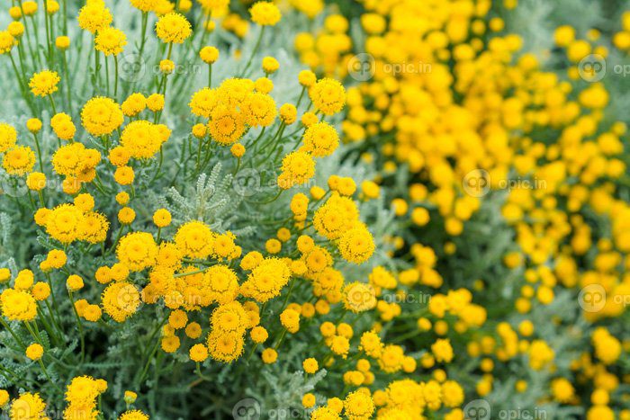 دانلود عکس گل های تزئینی برنزه زرد روی تخت گل