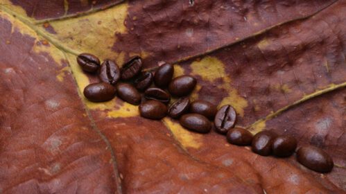 دانلود عکس دانه های قهوه روی برگ های خشک ساج برگ های ساج قهوه ای زرد