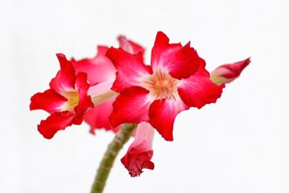 دانلود عکس گل رز صحرایی یک گل رنگی روشن از رزهای صحرایی است