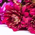 جعبه و درب وکتور با الگوی قالب بندی شده درخت کریسمس
