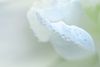دانلود عکس قطره شبنم روی گلبرگ های گل سفید از نزدیک