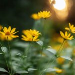 دانلود عکس دو راکت تنیس روی میز یا پینگ پنگ و توپ روی یک مشکی