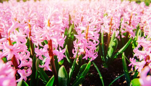 دانلود عکس گل های فوق العاده در گل های بهاری گل سنبل صورتی