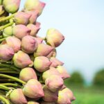 دانلود والپیپر تبر مه آبی کوه ببر سنگ