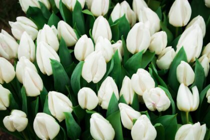 دانلود فیلد عکس لاله های شاداب و شاد جشنواره بهاری گل