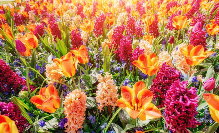 دانلود میدان عکس گل های وحشی
