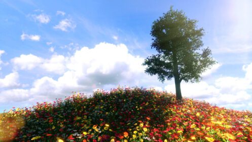 دانلود عکس مزرعه گل ها و درختان بزرگ که نور خورشید را دریافت می کنند