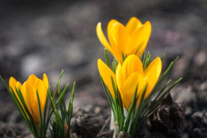 دانلود عکس اولین گل های بهاری کروکوس زرد