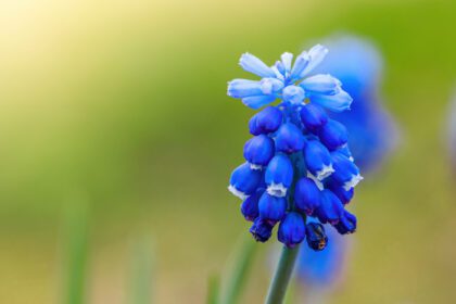 دانلود عکس اولین موسکاری بهاری از نزدیک گلهای آبی در باغ