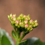 سبد خرید و پرداخت