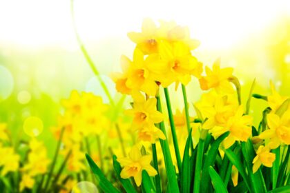 دانلود عکس تخت گل با گل های زرد نرگس در بهار