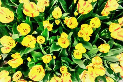 دانلود عکس مزرعه گل با لاله های رنگارنگ آثار به سبک