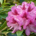 سبد خرید و پرداخت