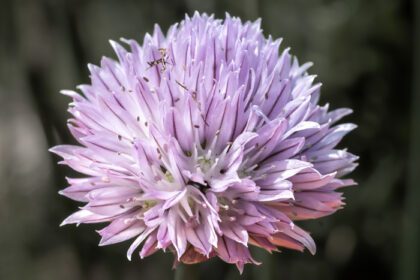 دانلود عکس گل پیازچه allium schoenoprasum