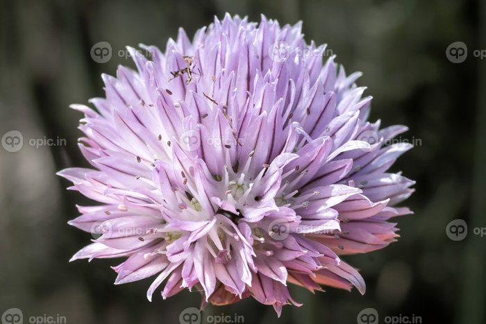 دانلود عکس گل پیازچه allium schoenoprasum