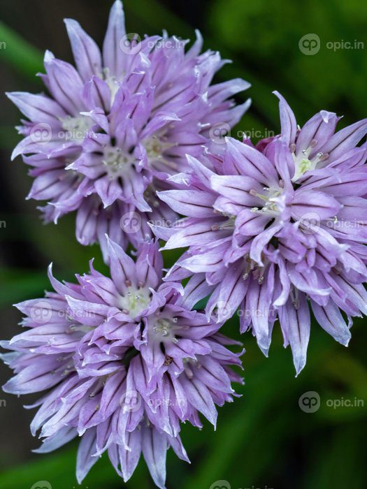 دانلود عکس گل پیازچه allium schoenoprasum