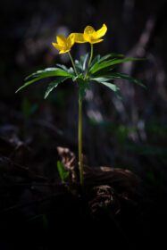 دانلود عکس گل ranunculus ranunculoides روشن شده توسط پرتو