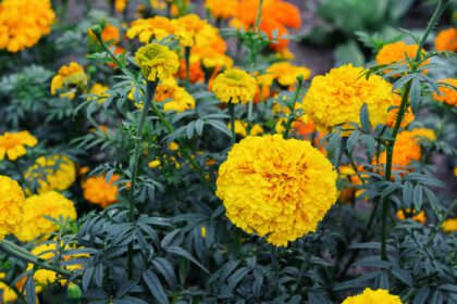 دانلود عکس گل های زرد گل همیشه بهار در باغ تابستانی