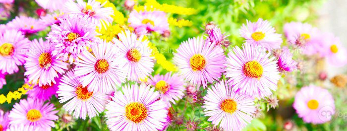 دانلود عکس گل و گیاهان بهاری ترکیب خلاقانه گل