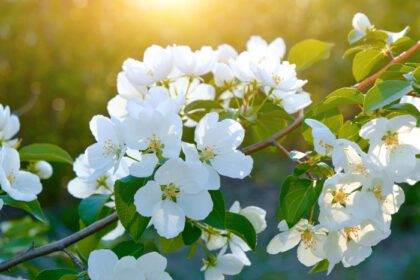 دانلود عکس گل های یک درخت سیب شکوفه در غروب آفتاب در پرتوهای گرم
