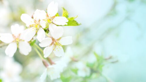دانلود عکس گل های شکوفه گیلاس در ساکورا صورتی ملایم