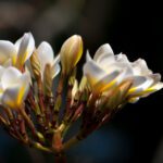 تصویر وکتور پس زمینه بادکنک های تولدت مبارک بنر براق