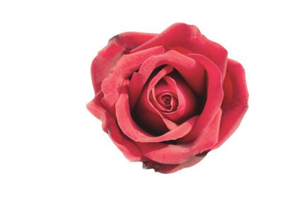 دانلود عکس گل تازه گل رز قرمز جدا شده