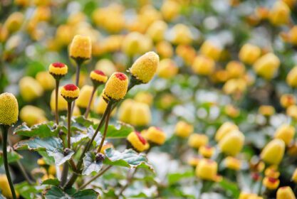 دانلود عکس گل تازه برای گیاه شاهی spilanthes oleracea