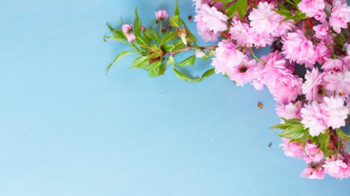 دانلود عکس گل های صورتی تازه بهاری با برگ های سبز روی چوب آبی