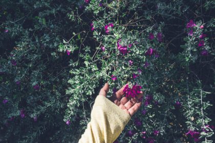 دانلود عکس دست زدن به گل های بنفش رنگ در طبیعت باغ