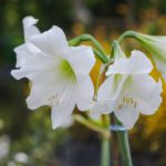 سبد خرید و پرداخت