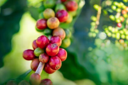 دانلود عکس دانه های قهوه روی درخت در کوه در مزرعه شمال تایلند
