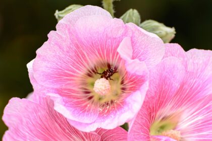دانلود عکس گل هالی هاک بسیار رنگارنگ و زیبا در باغ است