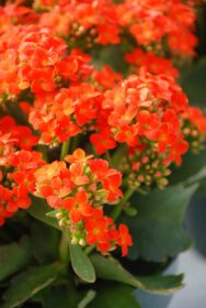 دانلود عکس گیاه کالانکوئه با گل های قرمز کالانکوئه بلوسفلدیانا