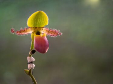 دانلود عکس دمپایی خانم paphiopedilum گلهای orchidaceae در پارک