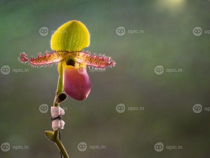 دانلود عکس دمپایی خانم paphiopedilum گلهای orchidaceae در پارک