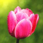 دانلود نمودار برداری نشان دهنده زنجیره غذایی بیابانی برای آموزش
