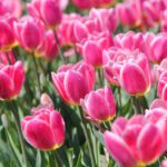 دانلود نمای عکس از پالائو به لا مادلینا در ساردینیا