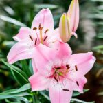 سبد خرید و پرداخت