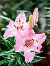 دانلود عکس شکوفه گل زنبق در باغ
