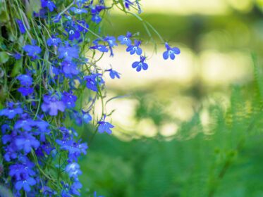 دانلود عکس گل های آبی کوچولو با رنگ زرد ملایم و سبز