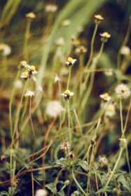 دانلود عکس گل های چمن کوچک مزرعه خشک در چمنزار جنگلی با وحشی